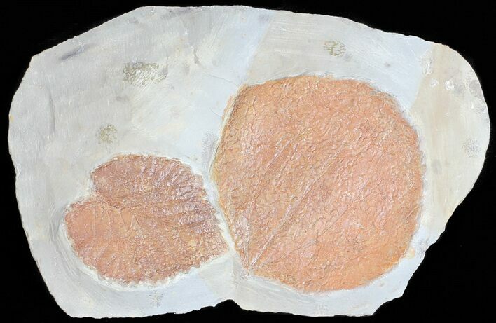 Two Paleocene Fossil Leaves (Davidia & Zizyphoides) - Montana #55137